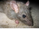 Pest control for Mice, Witton Pest Control  commercial and residential pest control for Witton, Sutton Coldfield and the west Midlands.