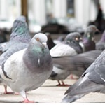 Pest control for Birds, Hamstead Pest Control  commercial and residential pest control for Hamstead, Sutton Coldfield and the west Midlands.