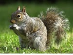 Squirrel Pest Control Birmingham, Sutton Coldfield and the west Midlands.