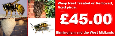 Wasp Control Water Orton, Wasp nest treatment or removal fixed price £45.00 covering Water Orton, Sutton Coldfield and the west Midlands. Contact us on  0121 450 9784 for more info